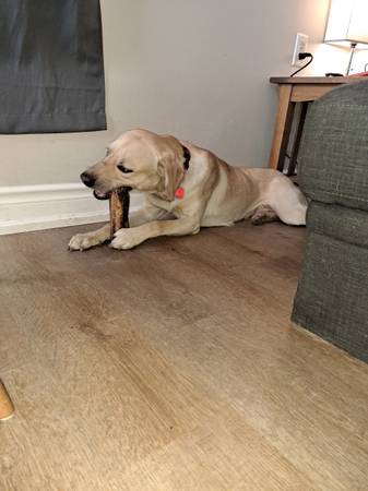 1 yr old golden lab for rehoming - asking 300$. 1