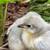 Hatching eggs 1 thumbnail