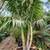 *** KING Palms *BAMBOO  PALMS*LADY PALMS* Kentia palms   *** 5 thumbnail