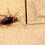 PEST CONTROL (VERY INEXPENSIVE) EXTERMINATOR EXTERMINATION BED BUGS #1 3 thumbnail