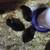Chicks - Barnyard Mix 3 thumbnail