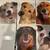 Animal Rescue Blank Card - 3 Set Of Cat And 2 Set Of Dog - Total 25 Cards - New 3 thumbnail