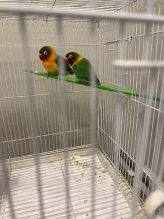 Rehoming poven breeder. Lovebirds 1