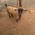 Myotonic Goats 2 thumbnail