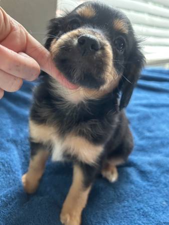 Maltipoo dachshund pup63670591187073122