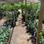 Citrus Trees 2 Feet Tall $20 - More Than 5000 Trees To Choose From $20 7 thumbnail