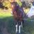 Mature Paint Stallions Exposed Bred Mares 1 thumbnail