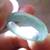 108596 VS Certified ICY Jadeite Jade RING Circle NO 8 5 thumbnail