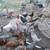 Chickens 2 thumbnail