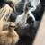 Silkies 1 thumbnail