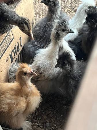 Silkies 1