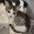 Cats & Kittens - FREE to GOOD homes! 13 thumbnail