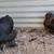 Silkie Hens ~All Feather Types Silkie, Satin, Frizzle, Satin Frizzle 6 thumbnail