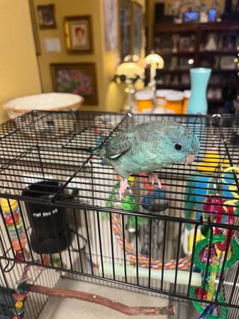 Lineolated Parakeet 1