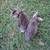 Manx kittens 1 thumbnail