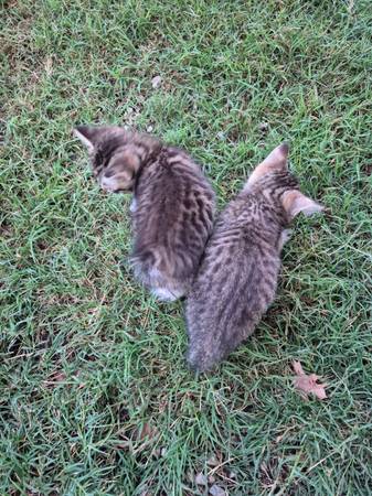 Manx kittens 1