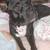 Female Pitbull 1 thumbnail