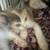 Kittens for small rehoming fee 3 thumbnail
