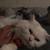 PERSIAN CATS (BONDED PAIR) NEEDS HOME 13 thumbnail