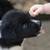 Border Collie Austrailian Shepards (Border Aussie) 9 thumbnail