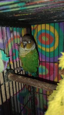 Green Cheek Conurr 1