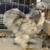 Silkies, Ameraucanas, & Mille Fleur d’Uccles 1 thumbnail
