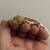 LILLY WHITE CRESTED GECKO 3 thumbnail