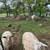 East Friesian dairy sheep: lambs 3 thumbnail