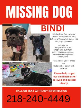 Lost dog 1
