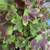 Geranium Vancouver Centennial Plant 3 thumbnail