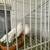 Rehoming of Two (pretty much a, pair)White Fantail Pigeons 5 thumbnail