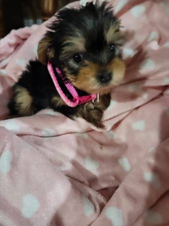 Yorkies (Horse Cave)63897668504195121