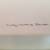 Vintage Racing Homing Pigeon Limited Edition Art - "Home in Sight" 3 thumbnail