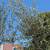 Olive Tree 15 thumbnail