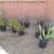 Santa Rita purple Prickly Pear Cacti Cactus $15, Terra Cotta Planter 4 thumbnail