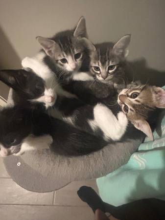 6 week old kittens!63944481618307121