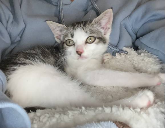 ¡Último gatito disponible! (Roy)64141789066241120
