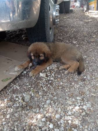 Cachorros de Pastor de los Pirineos/Alemán buscando un hogar para siempre (Elm Mott)63661942333441124