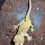 Crested geckos 6 thumbnail