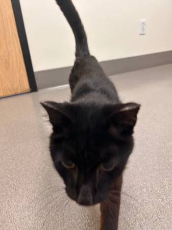 Gato callejero encontrado (Welches Green Springs y Mt Air Drive)63842373795203120