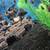 Jack dempsey cichlid fry 5 thumbnail