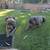 Cane corso puppies 2 thumbnail