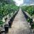 Rio Red Grapefruit Trees 5-6 Years old - 5-6 Feet Tall $120 14 thumbnail