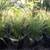 -- Mexican Grass trees -- Dasylirion longissimum 5 thumbnail