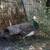 Peacock 2 thumbnail