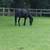 Large pony 2 thumbnail