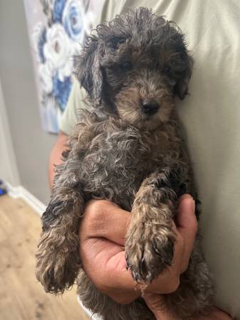 Mini golden doodles (Tomball)63859314877315123