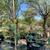 Mesquite trees Native and Chilean 2 thumbnail