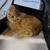 Porter Ranch/1000 Oaks Cat Adoption at Petco 4 thumbnail