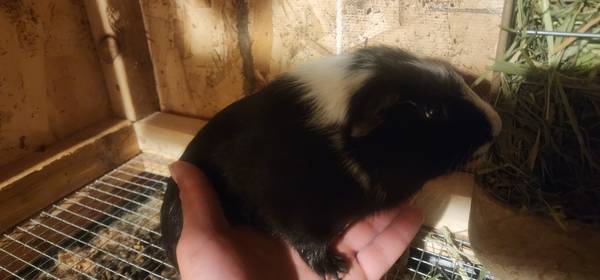 Guinea pigs (Apple valley)63414668285699121